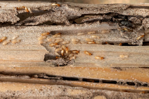 Best Best Pest Control Companies  in Evergreen, MT